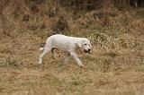 DOGUE ARGENTIN 192